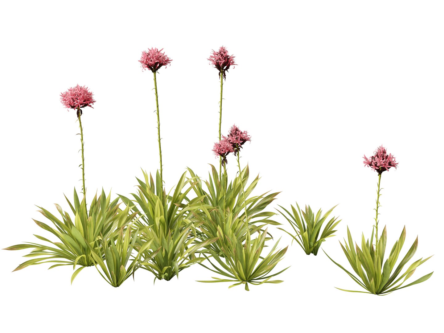 3D Australian Garden Essentials Pack 30 model https://p.turbosquid.com/ts-thumb/LI/RCbx7u/fn/doryanthesexcelsa019/jpg/1759973347/1920x1080/fit_q87/21532cc634e5ad2cf859f0f172717fb629b893f9/doryanthesexcelsa019.jpg