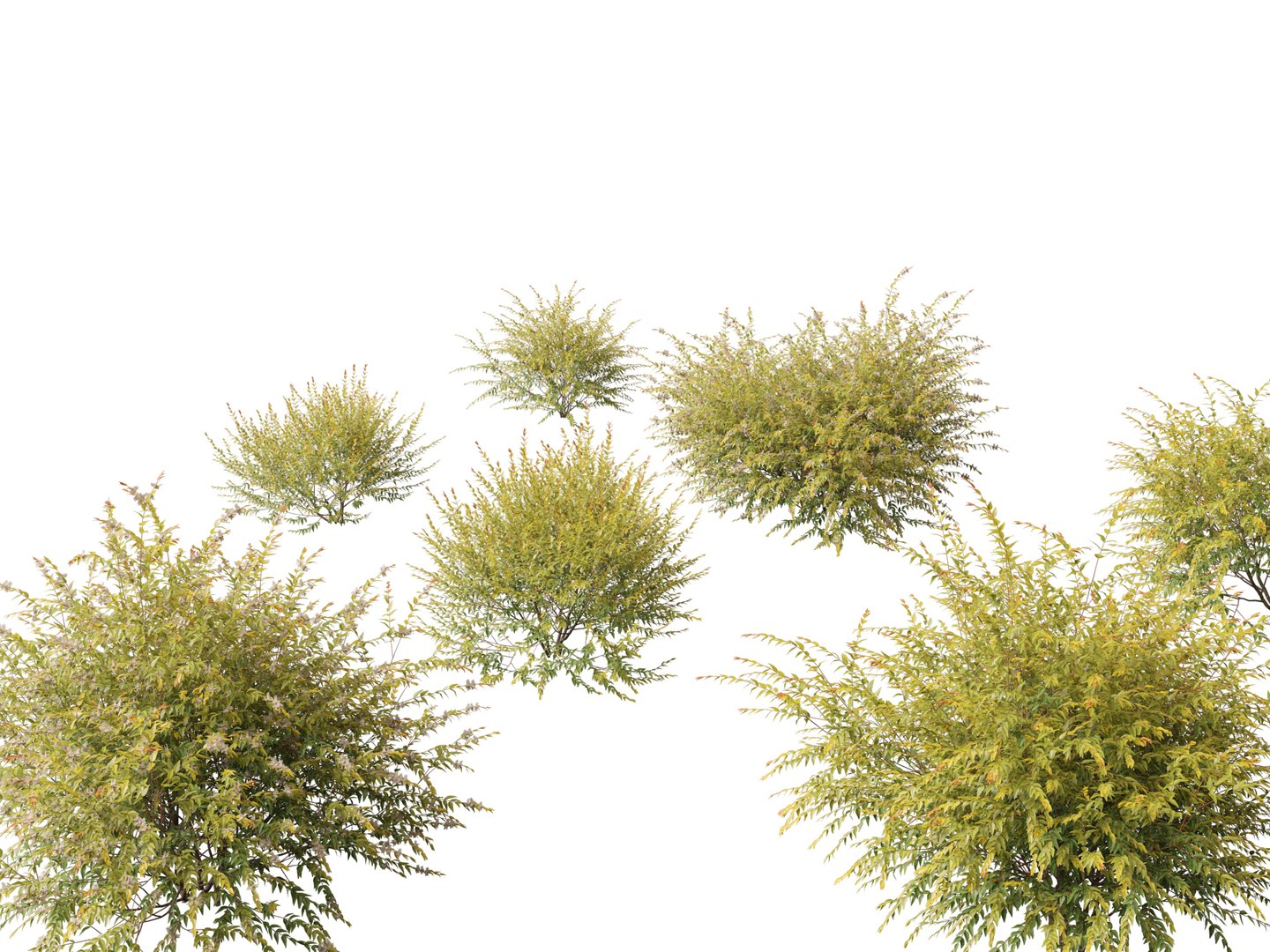 3D Australian Garden Essentials Pack 30 model https://p.turbosquid.com/ts-thumb/LI/RCbx7u/mh/austromyrtusdulcis019/jpg/1759973319/1920x1080/fit_q87/af6827125fd53fb8681e46026054fbd04dc929e9/austromyrtusdulcis019.jpg