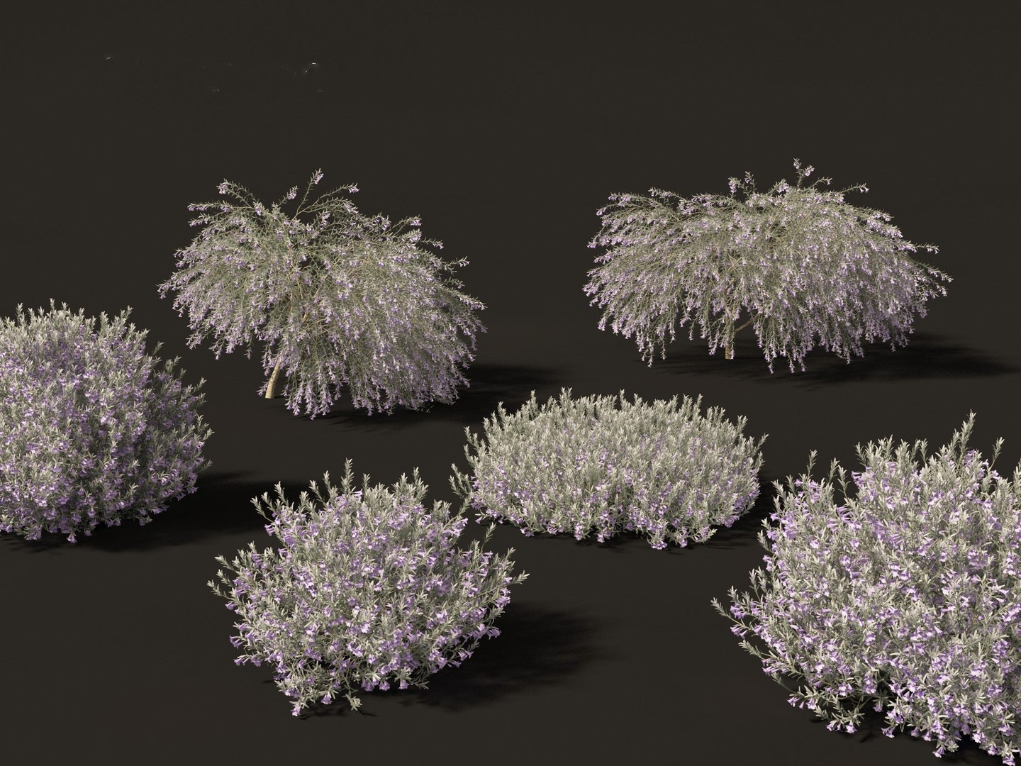 3D Australian Garden Essentials Pack 30 model https://p.turbosquid.com/ts-thumb/LI/RCbx7u/rb/eremophilanivea027/jpg/1759973356/1920x1080/fit_q87/9dde2e4cb1f4b3e3e4355a74d2667f039e9d7245/eremophilanivea027.jpg