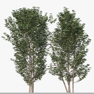 Set of Sweet Viburnum Plant Sweet Viburnum 3D model