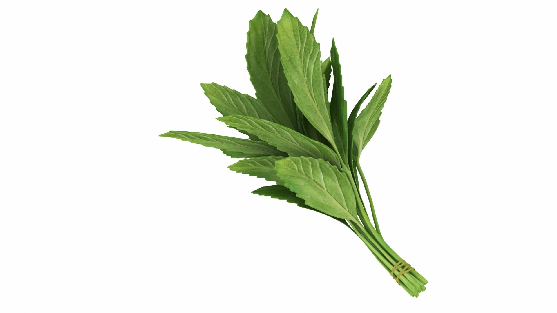 3D Salad Vegetable Products model https://p.turbosquid.com/ts-thumb/LI/fbVDin/NX/mintbunch1/jpg/1768934669/1920x1080/fit_q87/132cbb1ed3b992a84e52c872fd0a197f44fd6ee5/mintbunch1.jpg