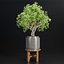 indoor plants collection vol 192-Blender-3dmodel 3D model