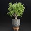 indoor plants collection vol 192-Blender-3dmodel 3D model