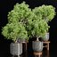 indoor plants collection vol 192-Blender-3dmodel 3D model
