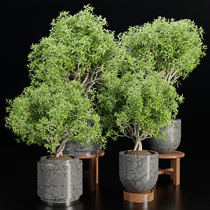 indoor plants collection vol 192-Blender