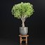 indoor plants collection vol 192-Blender-3dmodel 3D model