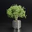 indoor plants collection vol 192-Blender-3dmodel 3D model