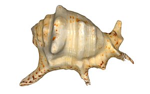 shell 3D model