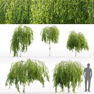Betula pendula Youngii 01