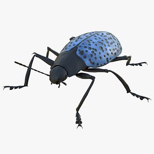Gibbifer Californicus Beetle Rigged 3D Model