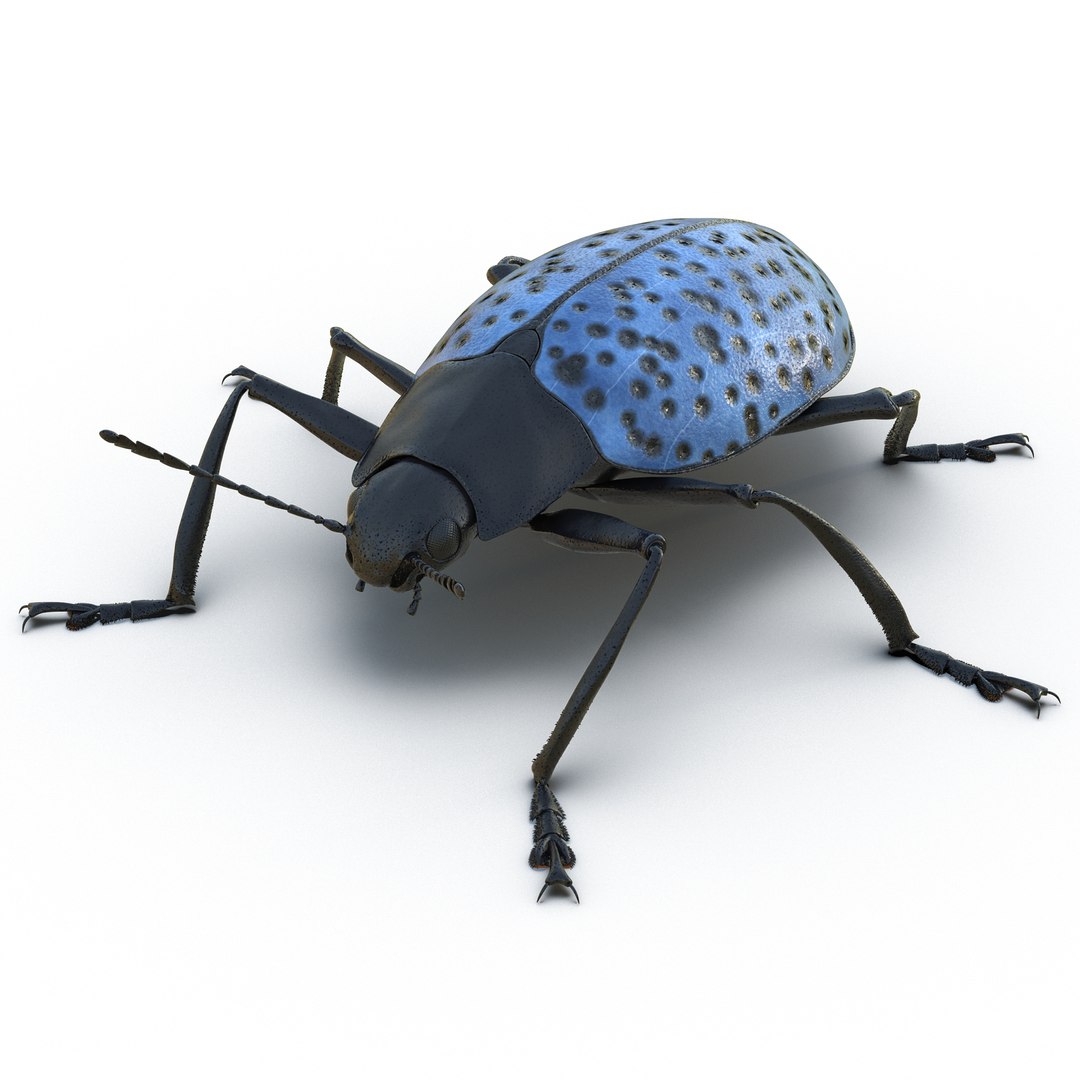 Gibbifer Californicus Beetle Rigged 3D Model 3D model preview