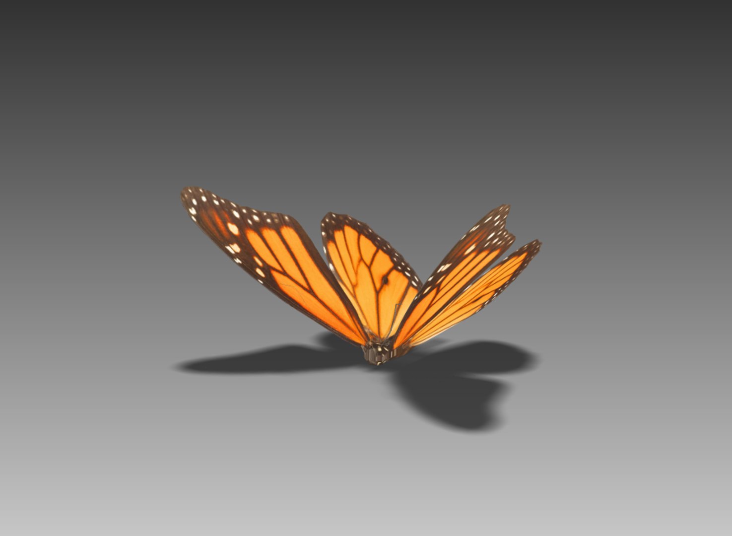 Butterfly Fly 3d Obj