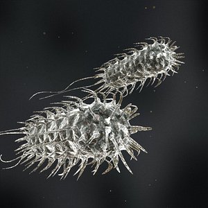 Escherichia coli bacteria