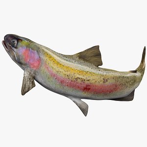 TROUT L1446 3D model