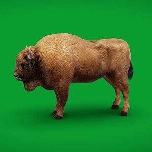 3D European Bison Wisent