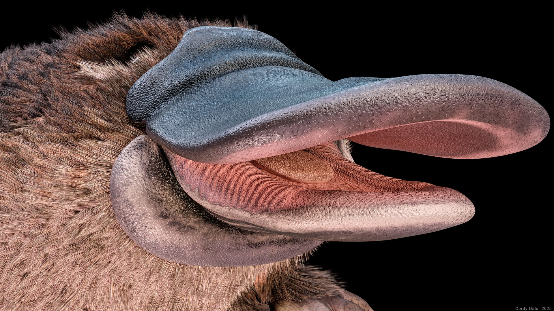 3D Platypus Rigged PBR https://p.turbosquid.com/ts-thumb/LJ/fMNa2y/Bz/r_viewport_019r/png/1762289072/1920x1080/fit_q87/10a4c474408b4cc7cf4ee385f8abdb2a71122d6f/r_viewport_019r.jpg