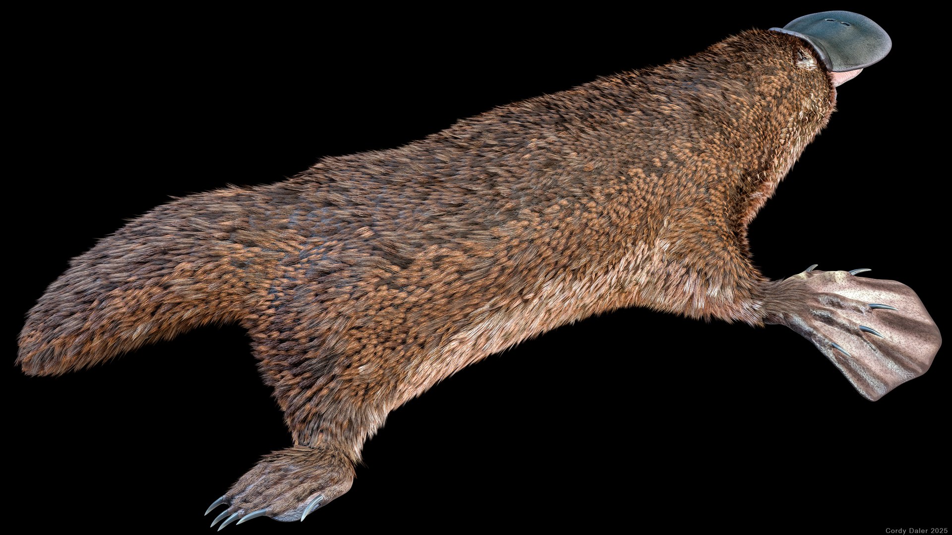3D Platypus Rigged PBR https://p.turbosquid.com/ts-thumb/LJ/fMNa2y/Cu/r_viewport_007r/png/1762289060/1920x1080/fit_q87/dd53306197c1435f16ae0a142360f54512d731cf/r_viewport_007r.jpg