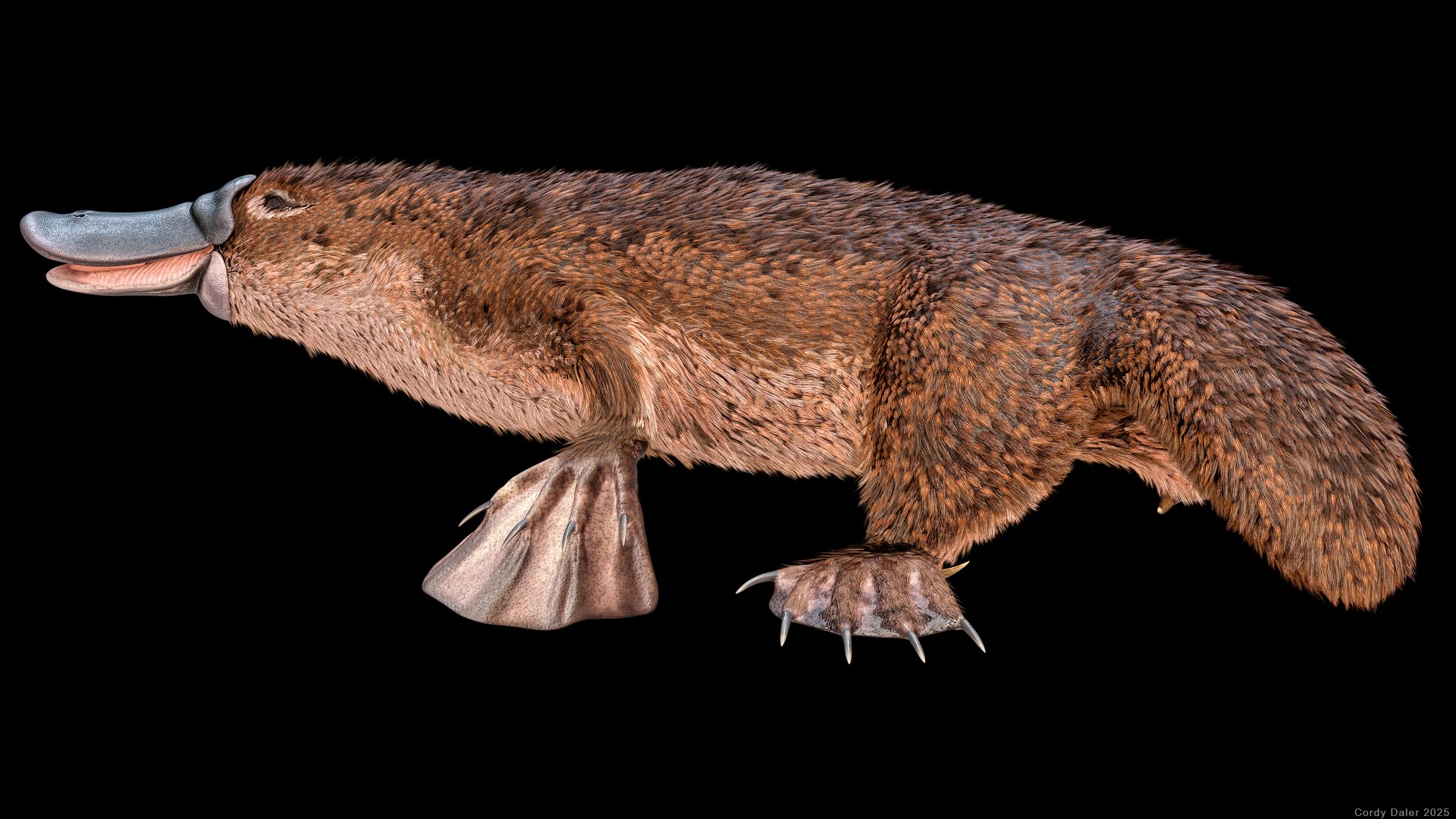 3D Platypus Rigged PBR https://p.turbosquid.com/ts-thumb/LJ/fMNa2y/Fe/r_viewport_011r/png/1762289063/1920x1080/fit_q87/469b1fd5187915cc92099c146d1cfa9b66796898/r_viewport_011r.jpg