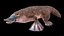 Platypus Rigged PBR