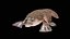 Platypus Rigged PBR