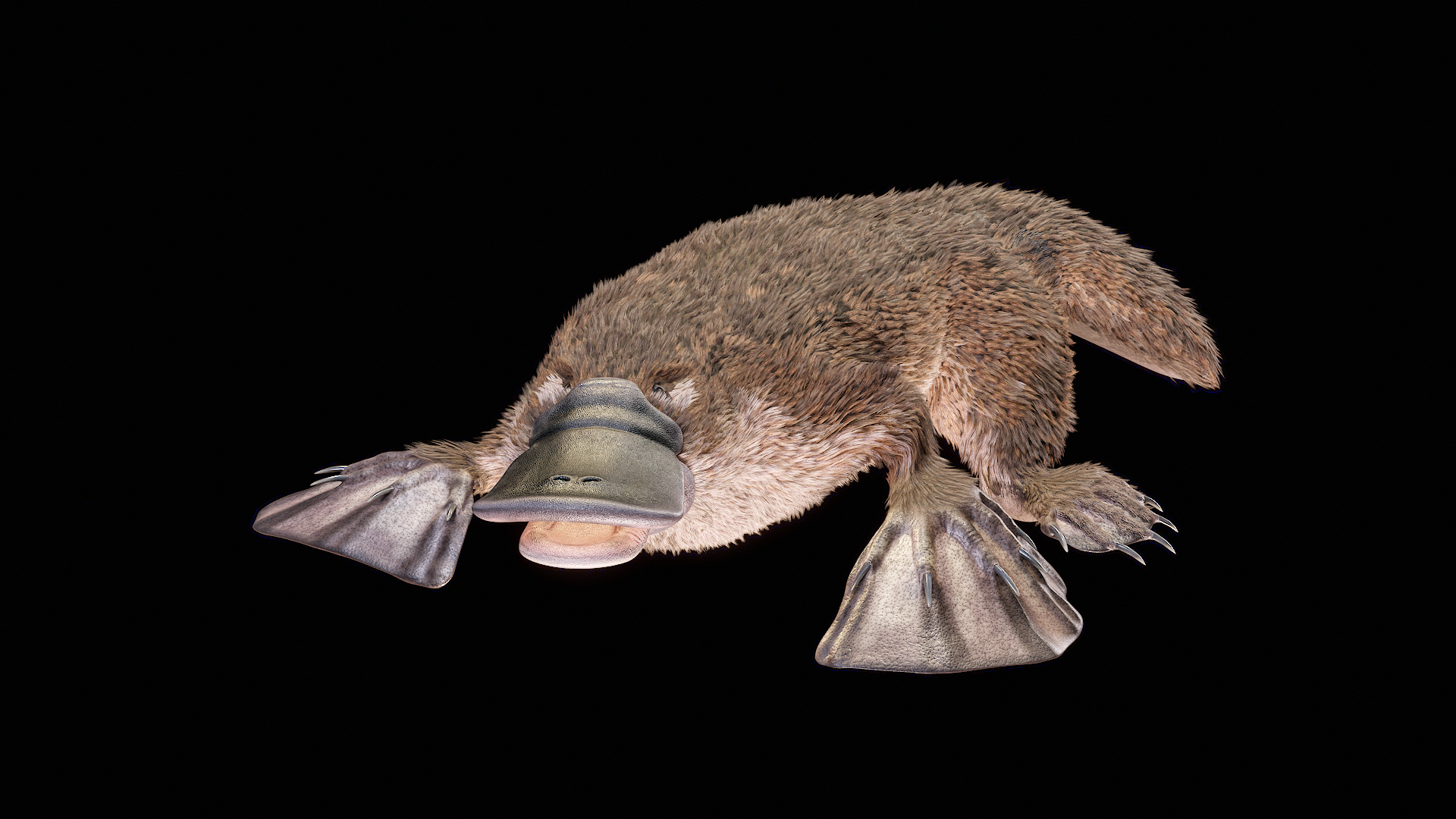 3D Platypus Rigged PBR https://p.turbosquid.com/ts-thumb/LJ/fMNa2y/JW/turnigua/png/1762289603/1920x1080/turn_fit_q99/0a0355fc82b8bb2f69f2ce2bb1c93a467937952b/turnigua-1.jpg