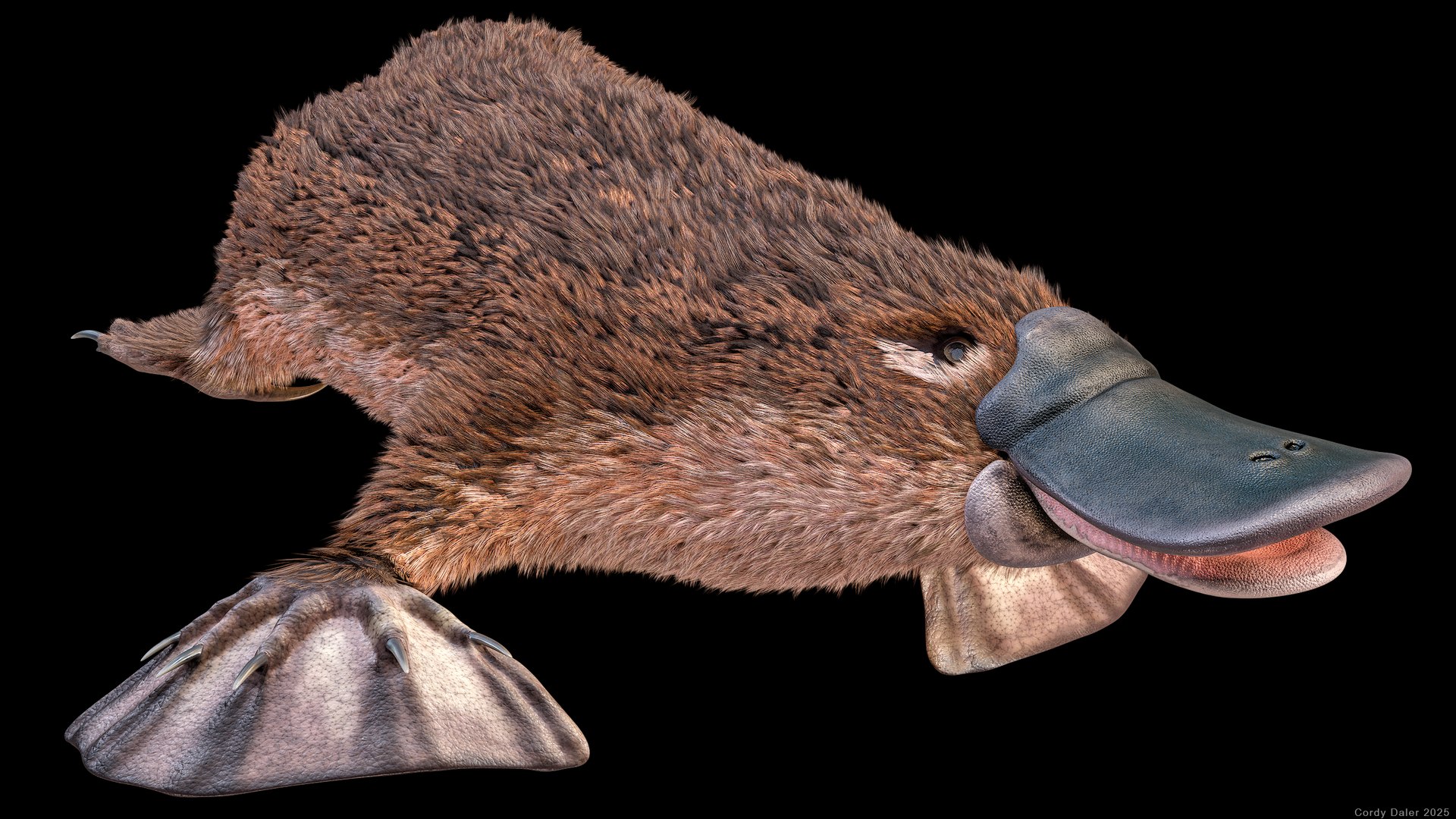 3D Platypus Rigged PBR https://p.turbosquid.com/ts-thumb/LJ/fMNa2y/Nw/r_viewport_004r/png/1762289058/1920x1080/fit_q87/527cd19c51eff3c44788a867771e5786e379603b/r_viewport_004r.jpg