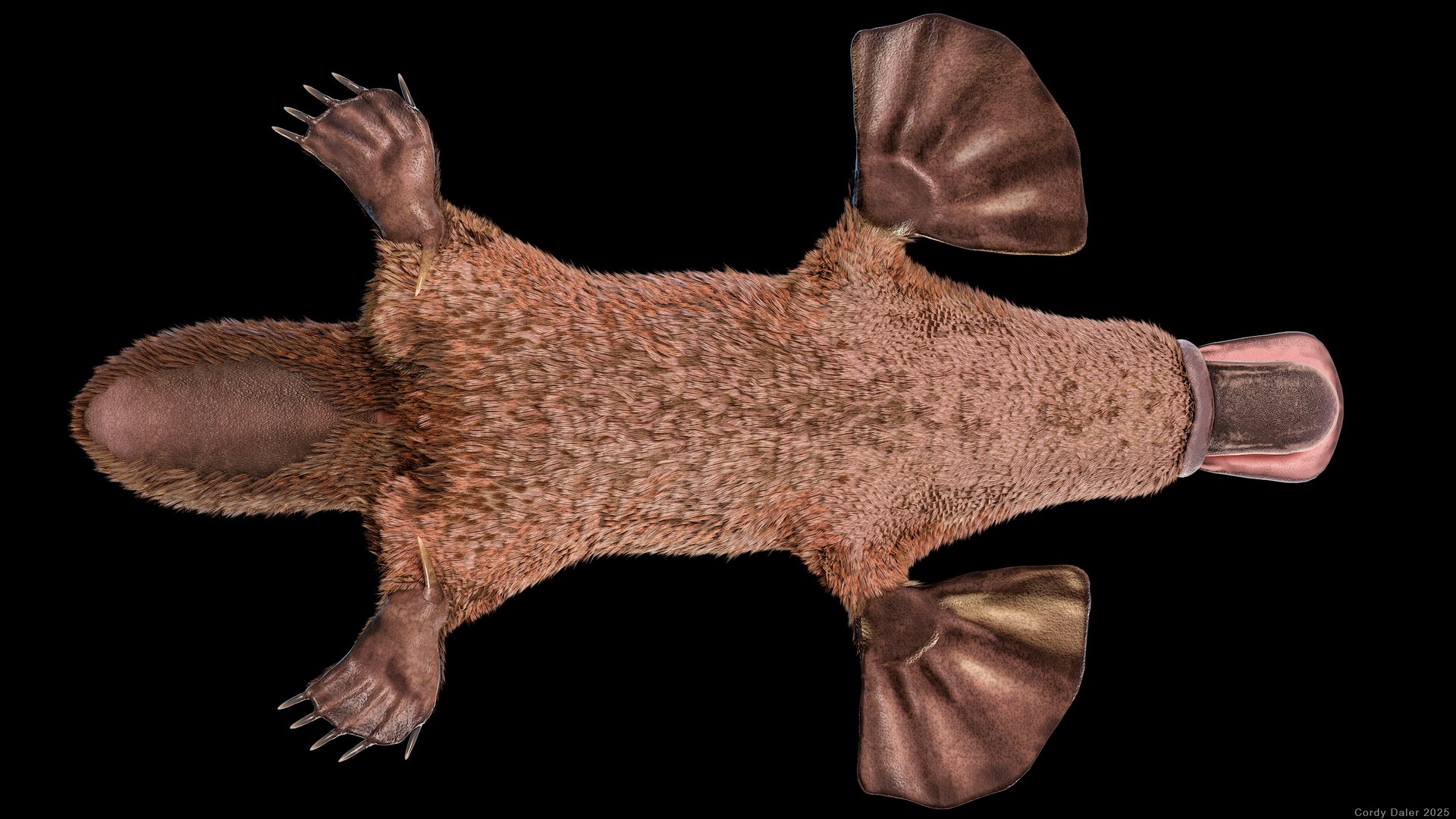 3D Platypus Rigged PBR https://p.turbosquid.com/ts-thumb/LJ/fMNa2y/UP/r_viewport_040r/png/1762289084/1920x1080/fit_q87/d4621828354c89608a55c9c400bb2a8bd052cdfb/r_viewport_040r.jpg