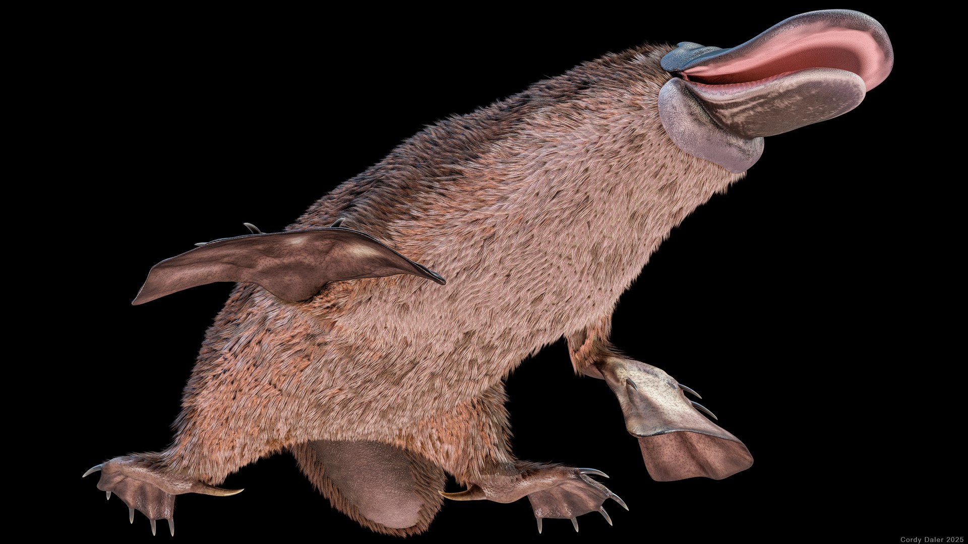 3D Platypus Rigged PBR https://p.turbosquid.com/ts-thumb/LJ/fMNa2y/WX/r_viewport_022r/png/1762289072/1920x1080/fit_q87/ef9e990a8177bbd73b7a47a8ee09f4b781d85538/r_viewport_022r.jpg