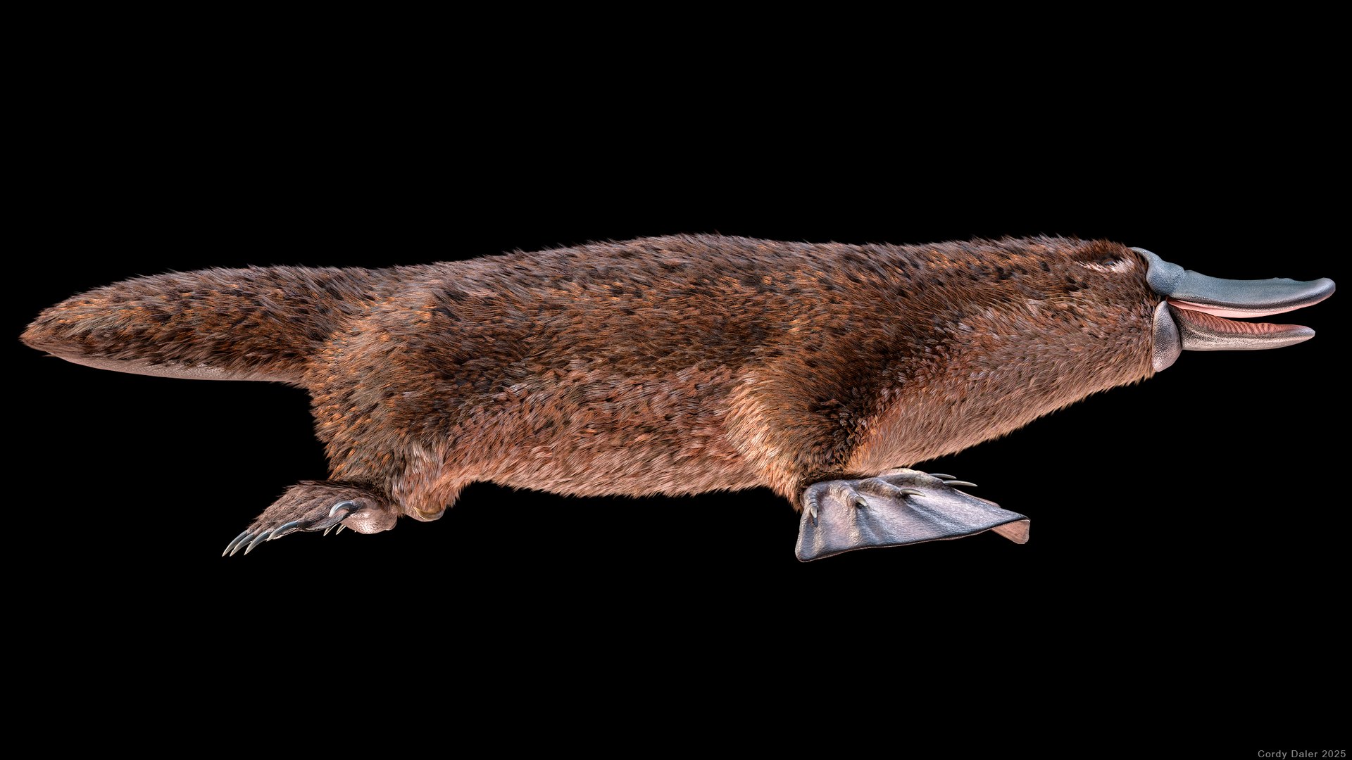 3D Platypus Rigged PBR https://p.turbosquid.com/ts-thumb/LJ/fMNa2y/Wt/r_viewport_034r/png/1762289081/1920x1080/fit_q87/e30923df0e972297e2c898ee3a63088a88e54da7/r_viewport_034r.jpg