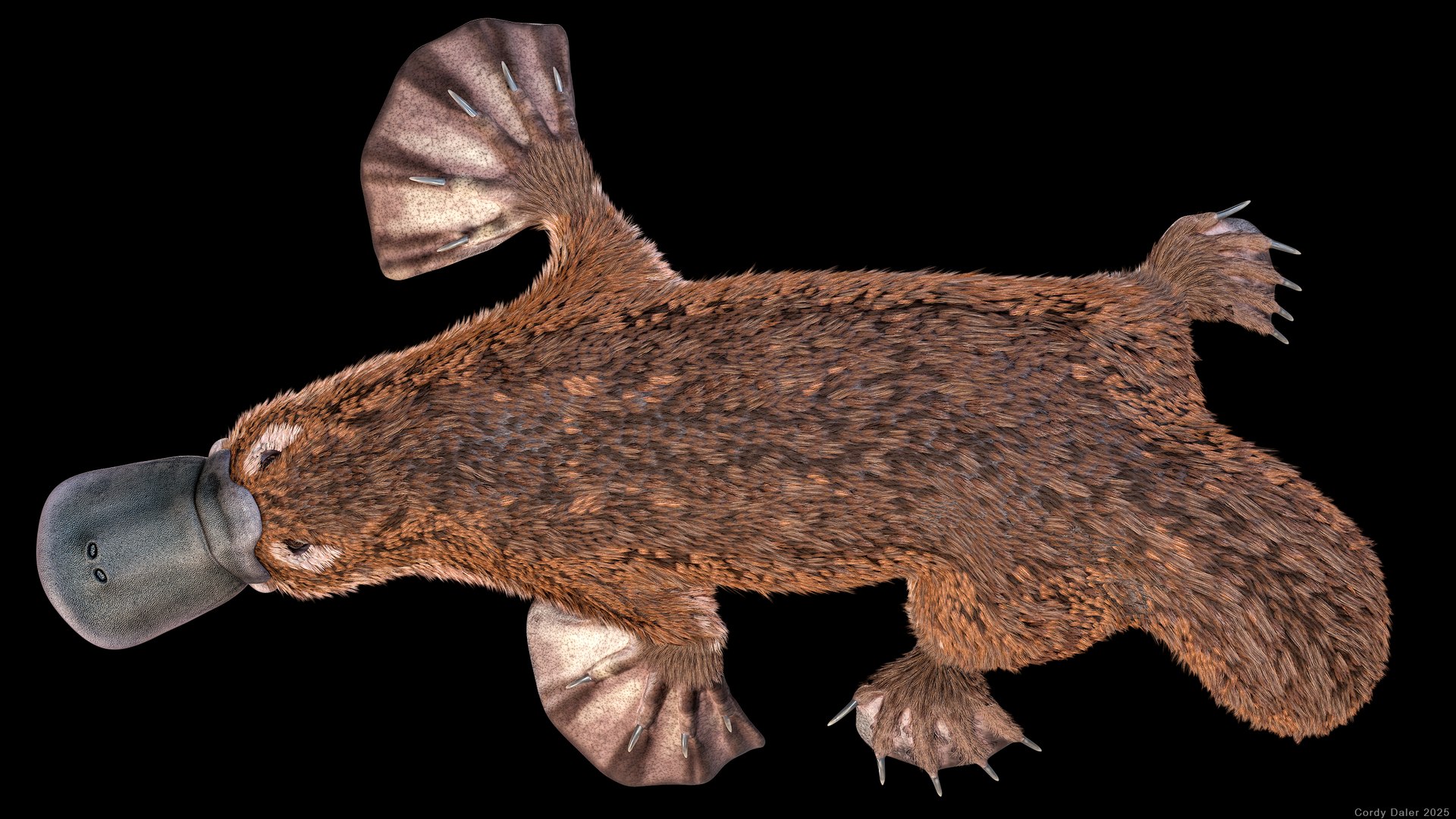 3D Platypus Rigged PBR https://p.turbosquid.com/ts-thumb/LJ/fMNa2y/Yn/r_viewport_013r/png/1762289064/1920x1080/fit_q87/7f64a9487f8d8ea4a05c9028660699289a1b9f36/r_viewport_013r.jpg