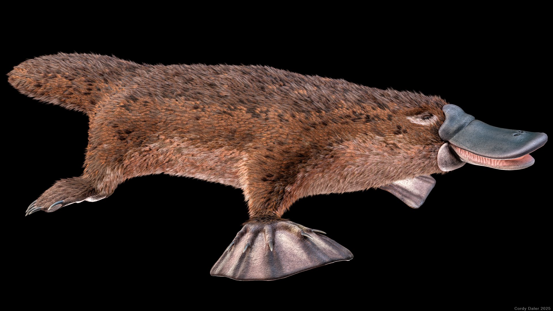 3D Platypus Rigged PBR https://p.turbosquid.com/ts-thumb/LJ/fMNa2y/fI/r_viewport_033r/png/1762289080/1920x1080/fit_q87/3c64b6b62fb658447139ce7877cc6d13346a63f6/r_viewport_033r.jpg