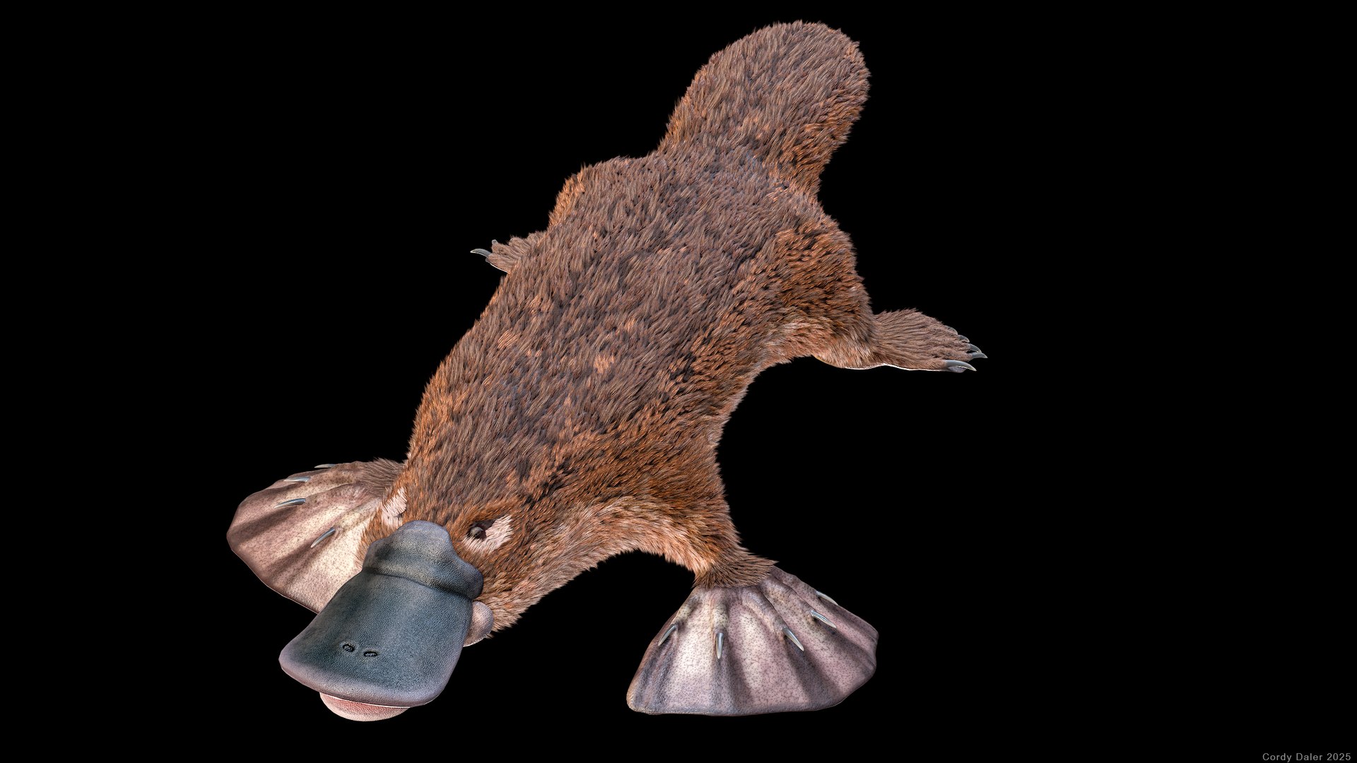 3D Platypus Rigged PBR https://p.turbosquid.com/ts-thumb/LJ/fMNa2y/gQ/r_viewport_027r/png/1762289076/1920x1080/fit_q87/cbeb6e72c8029c3be50886cbe99315541bc67fa8/r_viewport_027r.jpg
