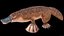 Platypus Rigged PBR