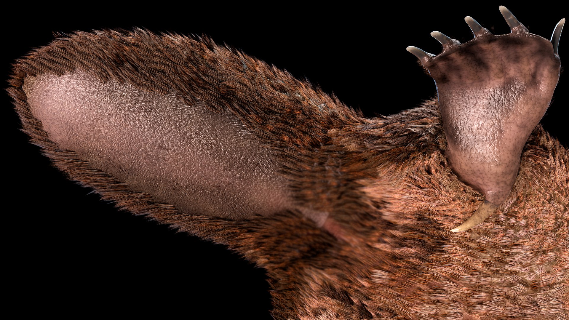 3D Platypus Rigged PBR https://p.turbosquid.com/ts-thumb/LJ/fMNa2y/mO/r_viewport_016r/png/1762289068/1920x1080/fit_q87/95d56afb294b0b1378b0785b7bcc6193d436c386/r_viewport_016r.jpg