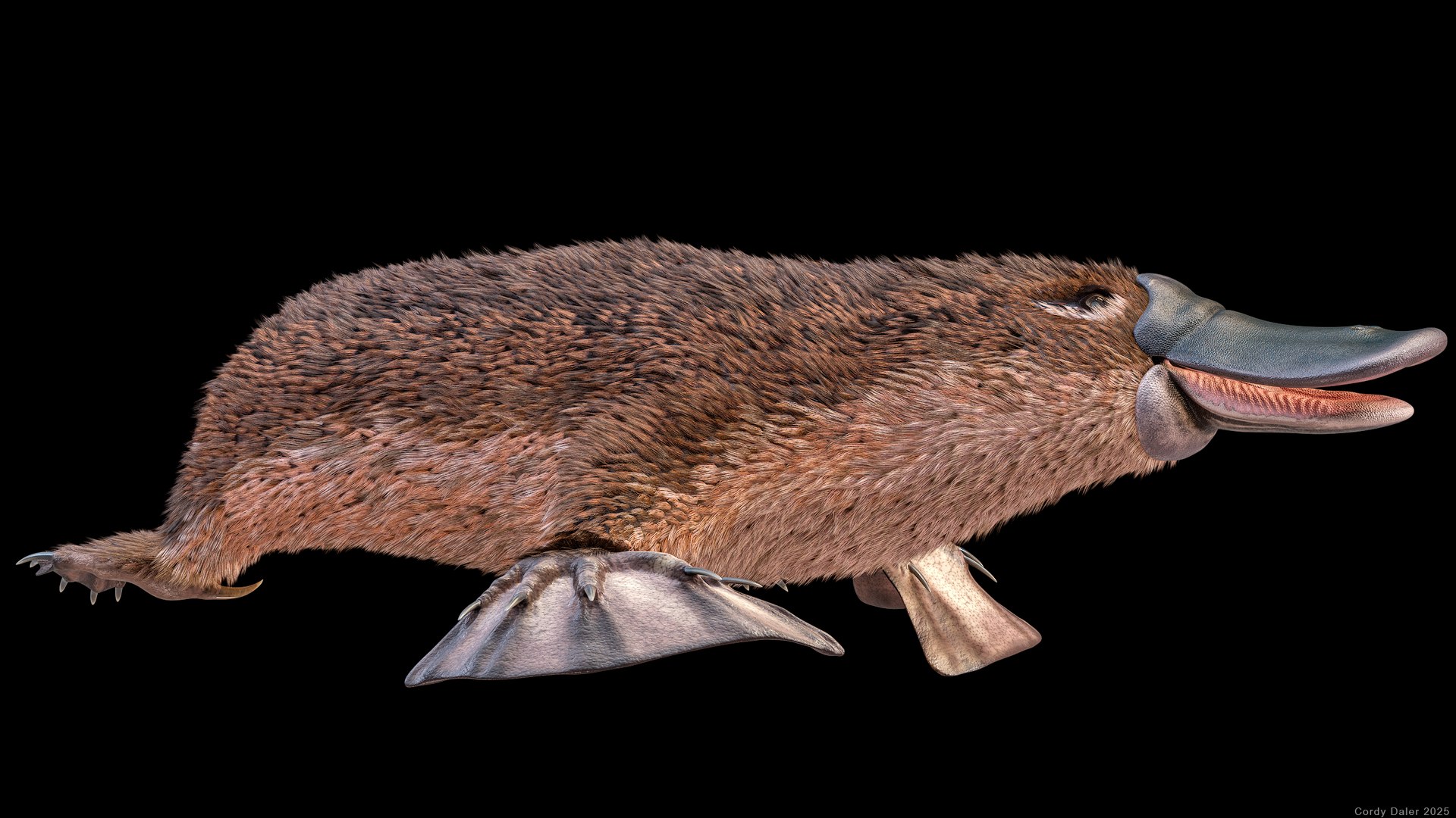 3D Platypus Rigged PBR https://p.turbosquid.com/ts-thumb/LJ/fMNa2y/oe/r_viewport_005r/png/1762289059/1920x1080/fit_q87/32a3fcb7953ae6a1ae5e6db252aa643bd8d96888/r_viewport_005r.jpg