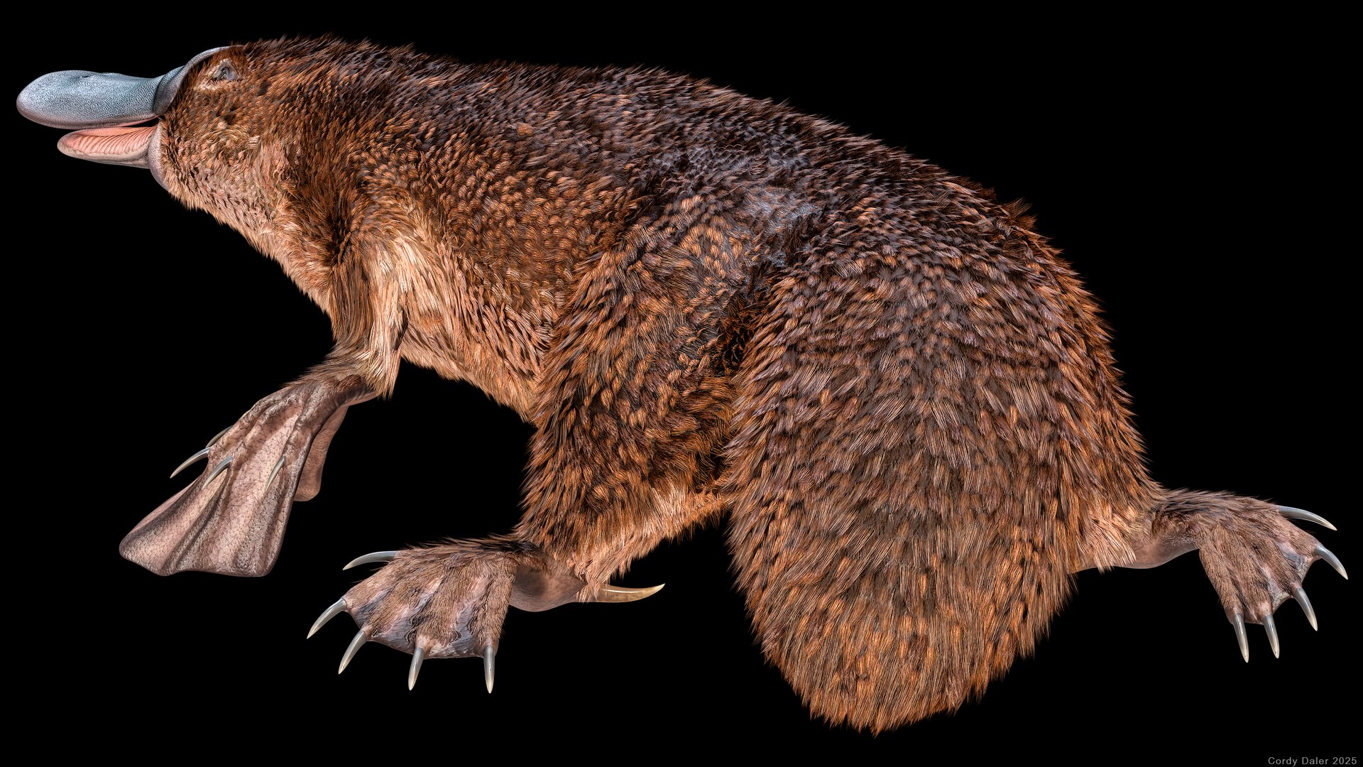 3D Platypus Rigged PBR https://p.turbosquid.com/ts-thumb/LJ/fMNa2y/oh/r_viewport_010r/png/1762289062/1920x1080/fit_q87/1d7319caa18bedcd37eee62233faa6625a4153ae/r_viewport_010r.jpg