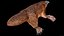 Platypus Rigged PBR