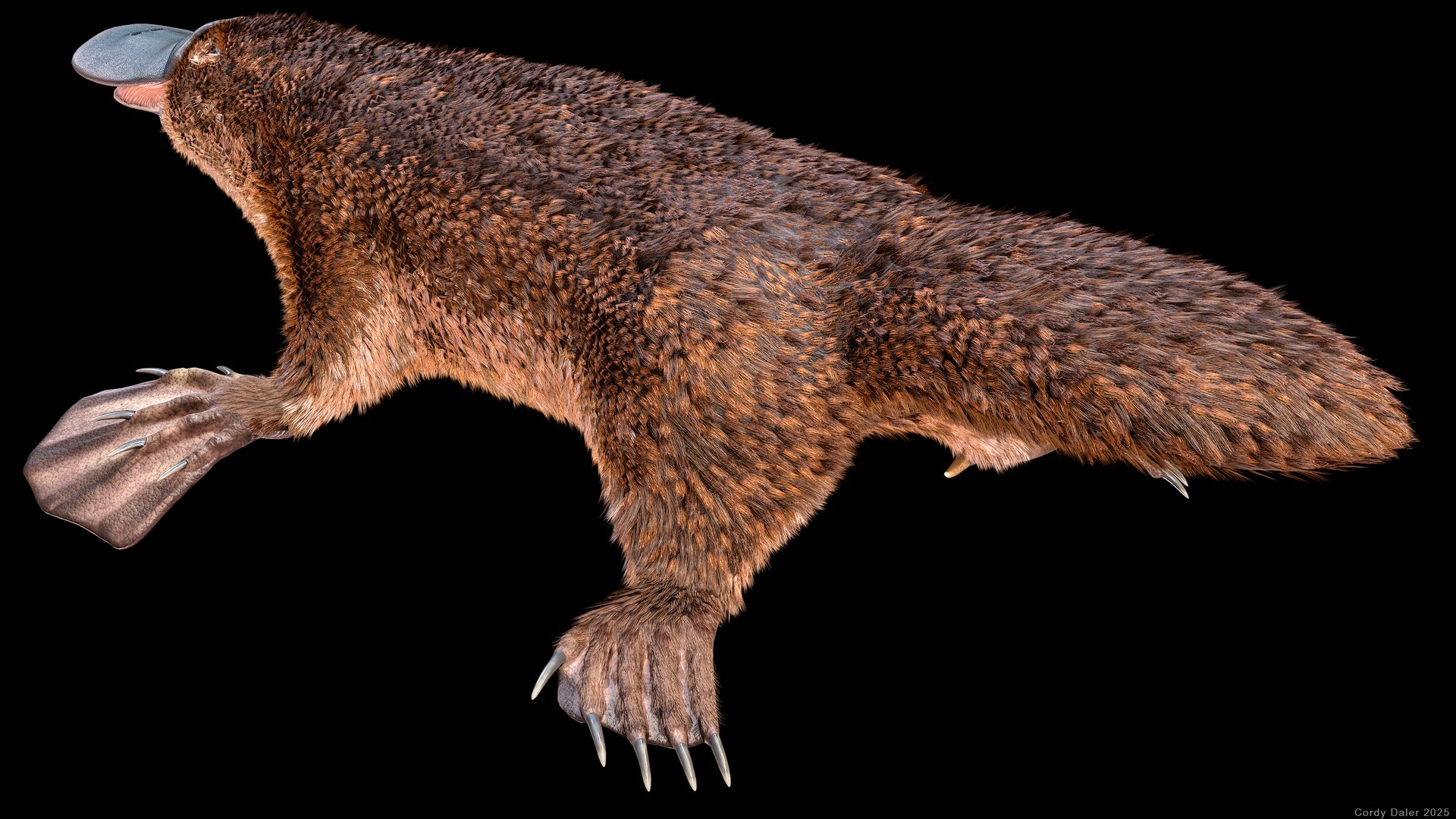 3D Platypus Rigged PBR https://p.turbosquid.com/ts-thumb/LJ/fMNa2y/v9/r_viewport_037r/png/1762289083/1920x1080/fit_q87/f9ec19b9ddde956b6b388dd24536f39a5dc00229/r_viewport_037r.jpg