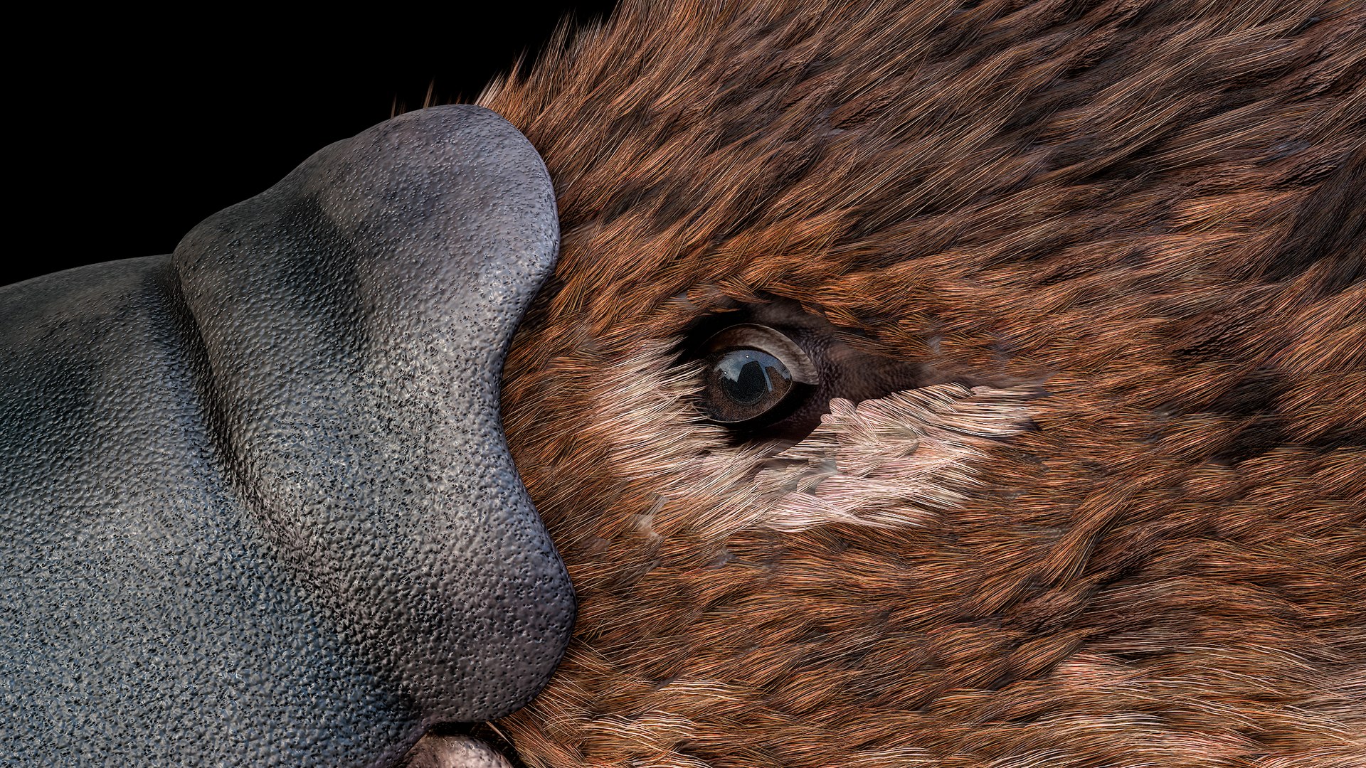 3D Platypus Rigged PBR https://p.turbosquid.com/ts-thumb/LJ/fMNa2y/xj/r_viewport_025r/png/1762289075/1920x1080/fit_q87/d68eb3be292221e775c0423330fc4790f2b7fadb/r_viewport_025r.jpg