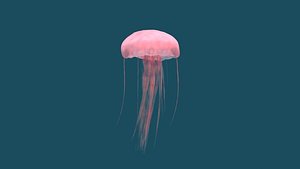 maya jellyfish