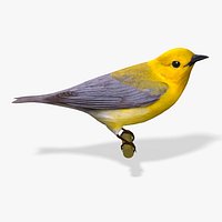 AB Warbler01