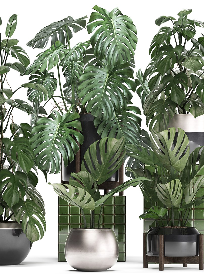 monstera plants exotic 3D https://p.turbosquid.com/ts-thumb/LJ/ri6MP3/4zc9tAod/monstera2207201903/jpg/1563876973/1920x1080/fit_q87/f602f8ae5189cc8f5ecdd3801569013cdb680fbc/monstera2207201903.jpg