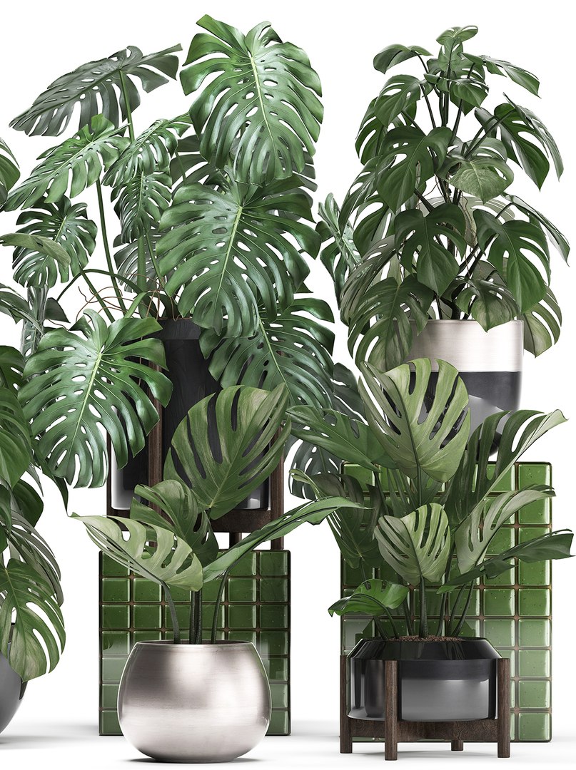 monstera plants exotic 3D https://p.turbosquid.com/ts-thumb/LJ/ri6MP3/EoLadXzz/monstera2207201904/jpg/1563876973/1920x1080/fit_q87/b303fe2bb527f6d644f8c50714c9ac8e567cfdba/monstera2207201904.jpg