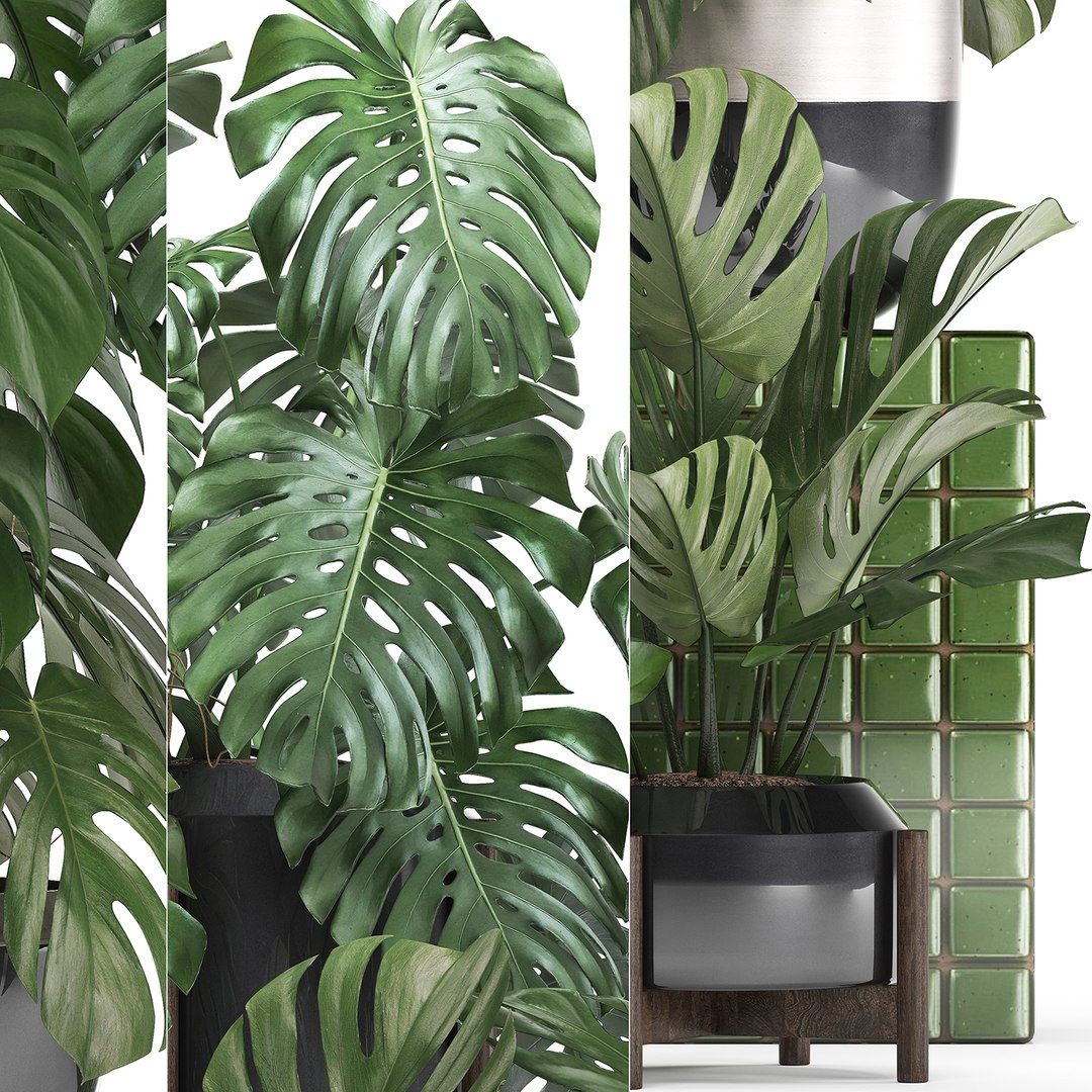 monstera plants exotic 3D https://p.turbosquid.com/ts-thumb/LJ/ri6MP3/RNcBBphk/monstera2207201905/jpg/1563876973/1920x1080/fit_q87/7397dc7a8d36acf2aa524b04f6ee59c9ab1bab6b/monstera2207201905.jpg