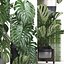 Collection Exotic plants Monstera 2