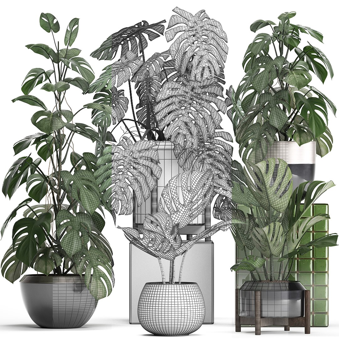 monstera plants exotic 3D https://p.turbosquid.com/ts-thumb/LJ/ri6MP3/bZYRnPDk/monstera2207201907/jpg/1563876973/1920x1080/fit_q87/3d11c89649a8386565ef419f4ff35e4d57c937c9/monstera2207201907.jpg