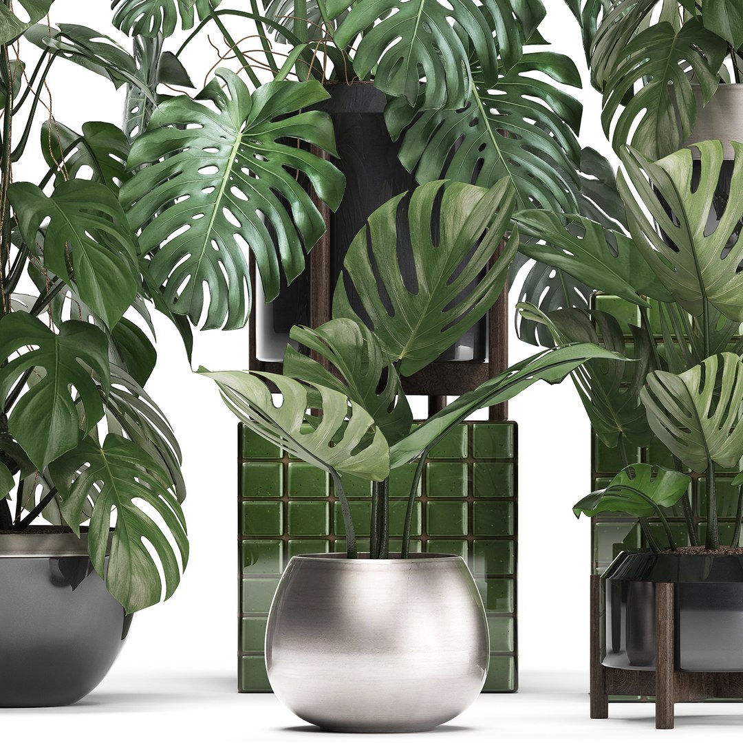 monstera plants exotic 3D https://p.turbosquid.com/ts-thumb/LJ/ri6MP3/hgjr89uW/monstera2207201901/jpg/1563876973/1920x1080/fit_q87/81991a0823d22ce6a3026b829ac51f3ceaeff719/monstera2207201901.jpg