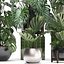 Collection Exotic plants Monstera 2