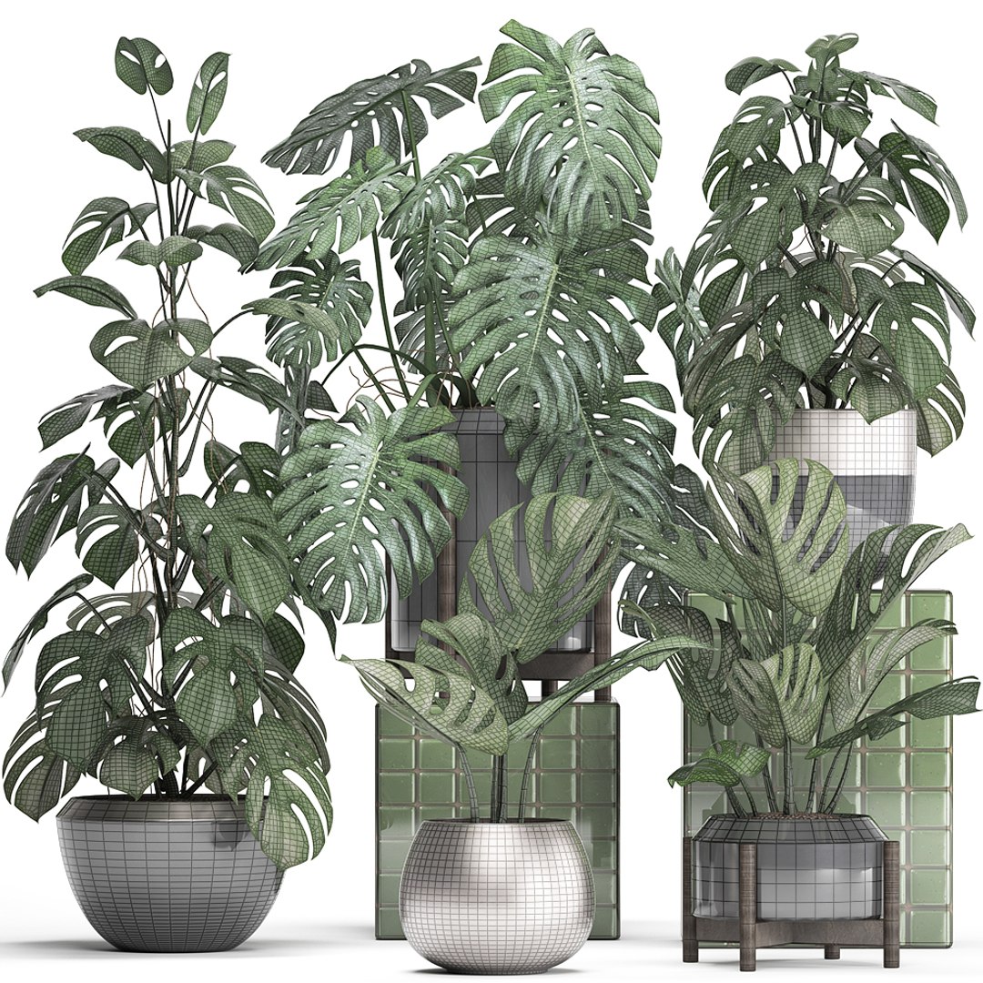 monstera plants exotic 3D https://p.turbosquid.com/ts-thumb/LJ/ri6MP3/j8xPkIi0/monstera2207201908/jpg/1563876973/1920x1080/fit_q87/0649382e88ccd61ad8e8c7e3c0f138ccf7fbeece/monstera2207201908.jpg