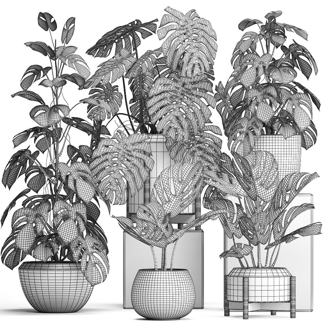 monstera plants exotic 3D https://p.turbosquid.com/ts-thumb/LJ/ri6MP3/otGFHWbZ/monstera2207201909/jpg/1563876973/1920x1080/fit_q87/e54612eee92af15a95a1cbc9627abefb503ba88e/monstera2207201909.jpg